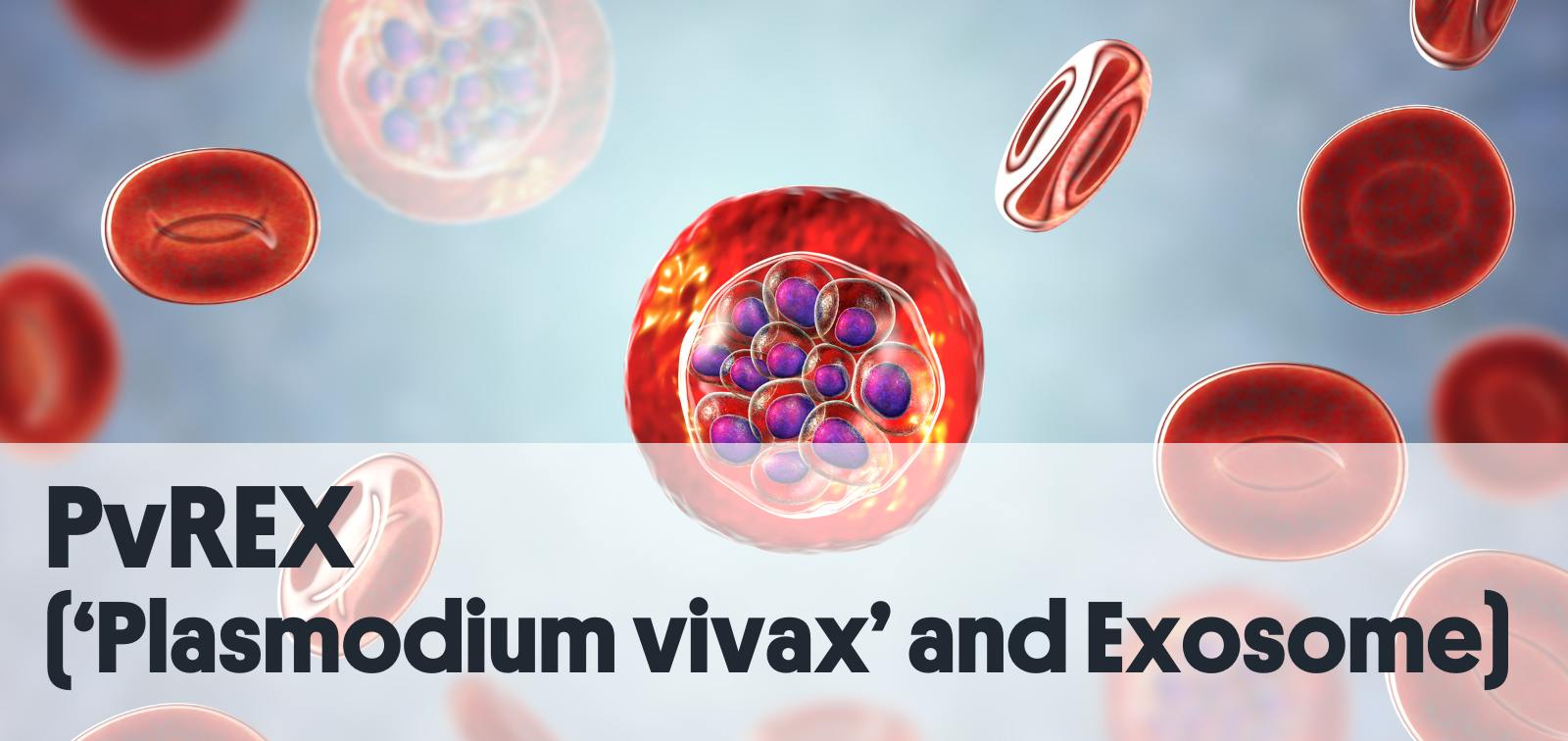 Plasmodium vivax protozoan inside red blood cells, computer illustration. (Canva)