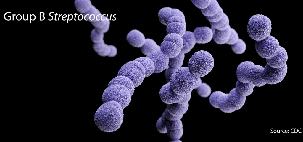 Streptococcus Group B