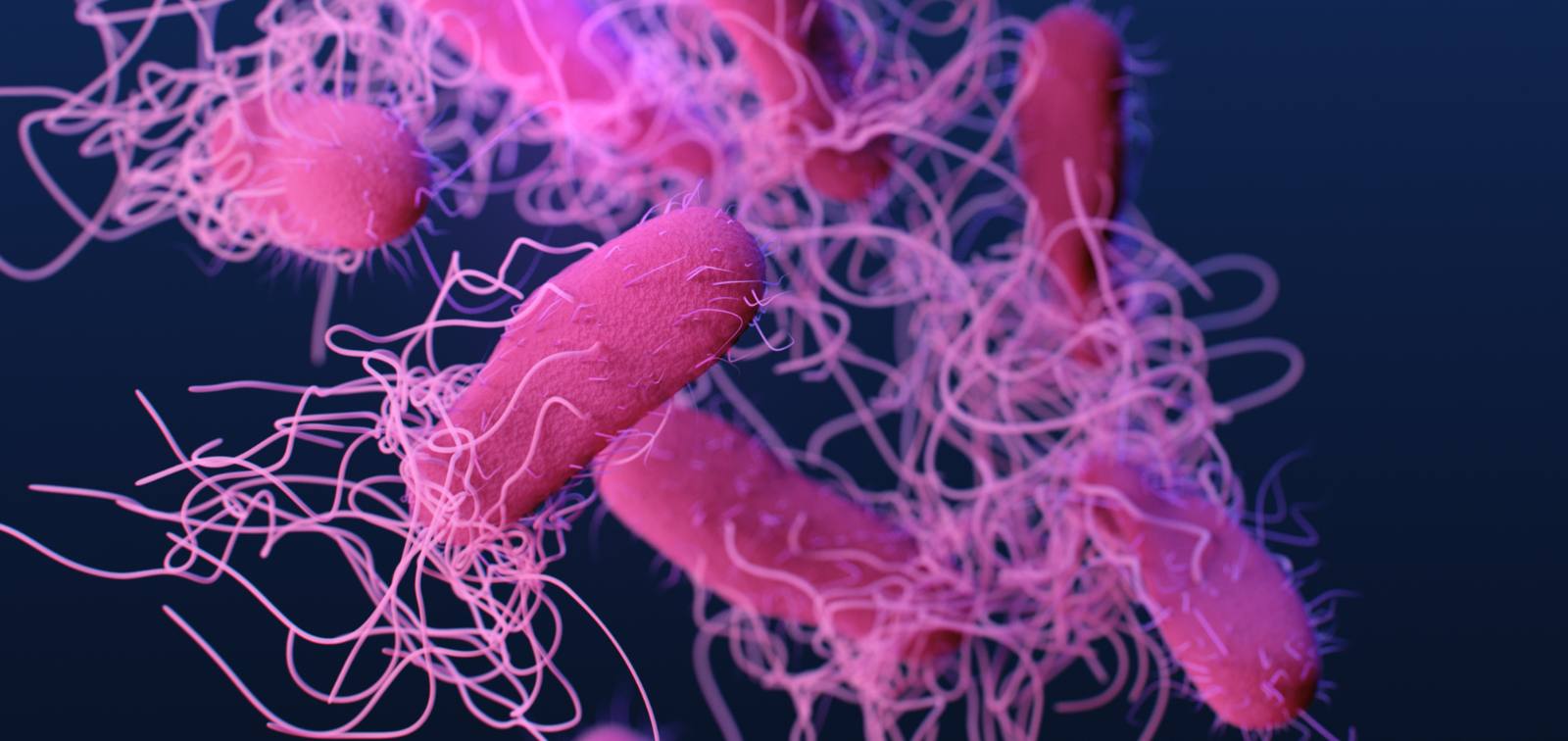 RepresentacióGraphical representation of bacillus-type bacterian gráfica de bacterias de tipo bacilo