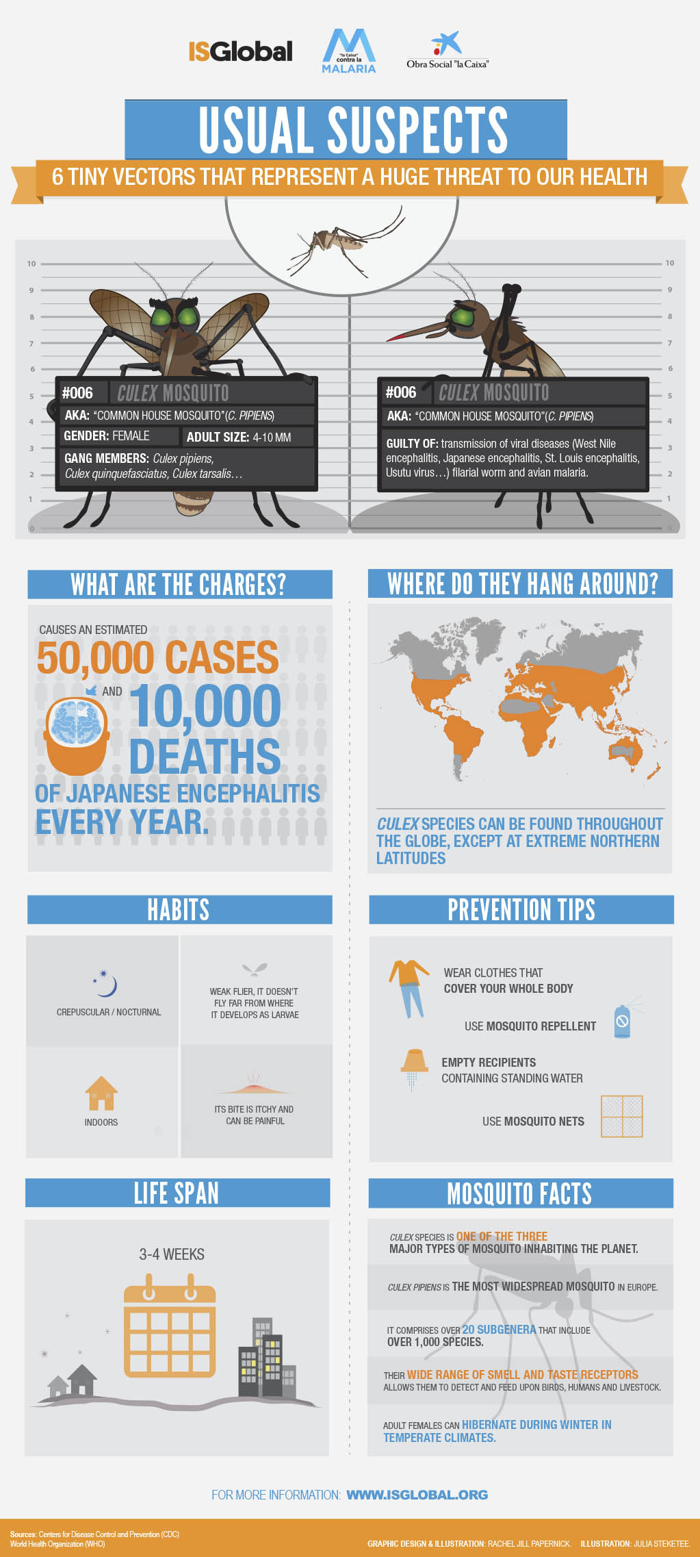 Infograhic about Culex species, that is one of the three major types of mosquito inhabiting the planet