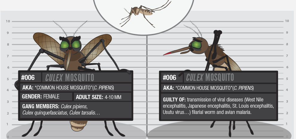 tipos de mosquitos con nombres