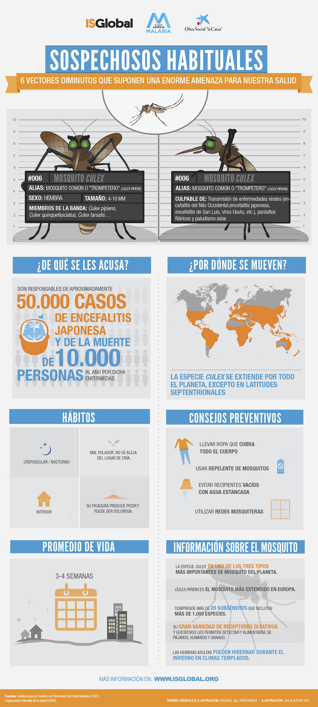 Infografía sobre el mosquito del género Culex, vector de enfermedades como la encefalitis japonesa