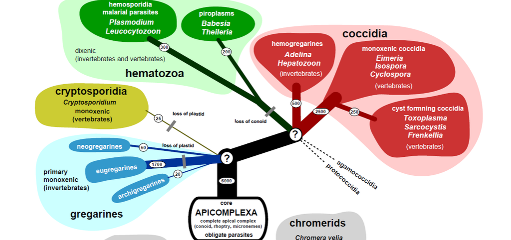 A Potential Drug Target against a Large Family of Parasites is Identified