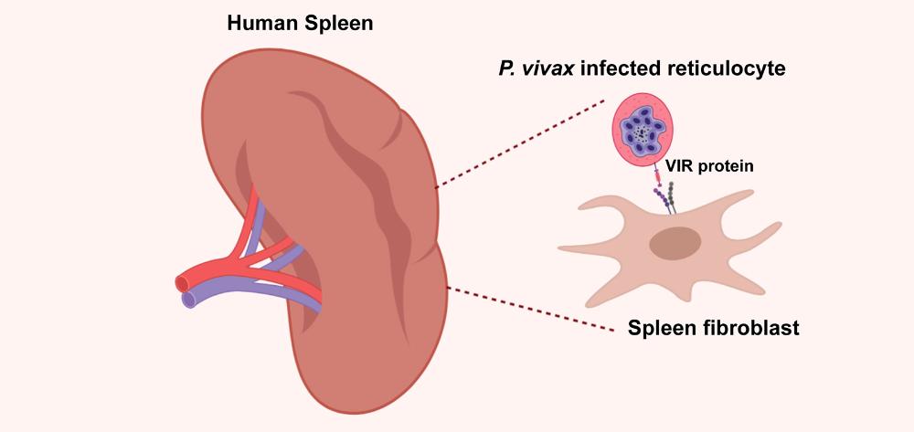 Estudi sobre malària Vivax