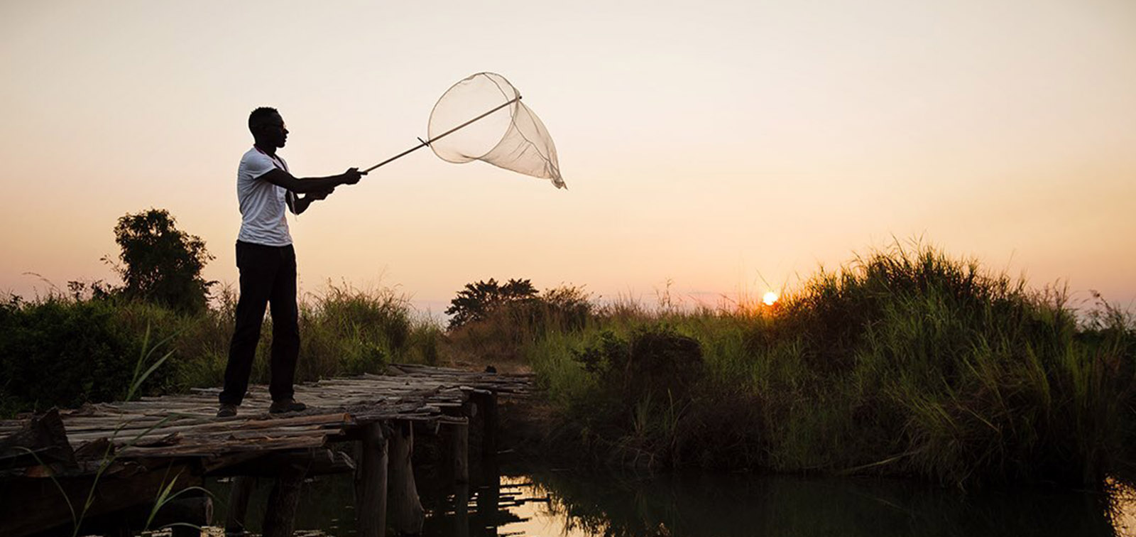 Cazando un enjambre de mosquitos al atardecer